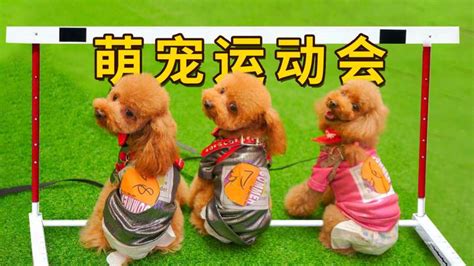 今天是「台灣狗狗節」！回家抱抱你的毛孩吧！