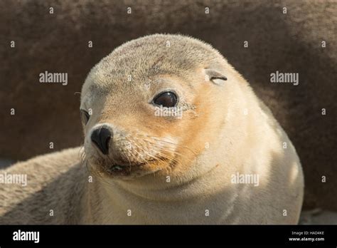 Image result for Matplotlib Subplot as Text Box