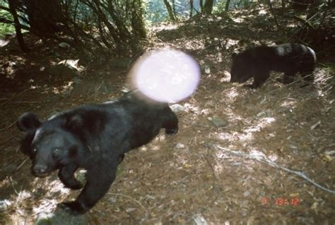 玉山台灣黑熊現蹤 驚傳覓食二度攻擊人 - 生活 - 自由時報電子報