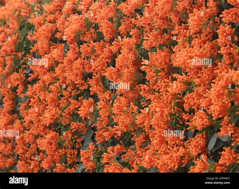 Flower Orange trumpet vine (Pyrostegia venusta Stock Photo - Alamy