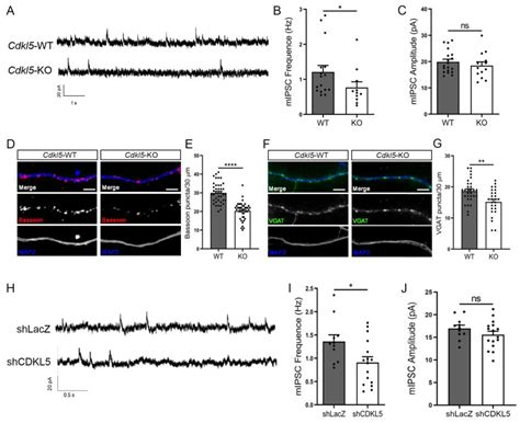 Loss of CDKL5 Causes Synaptic GABAergic Defects That Can Be Restored ...