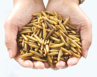 Celitron's comprehensive guide on autoclave features