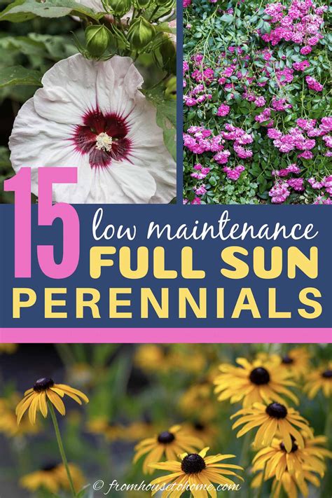 Low Maintenance Full Sun Perennials
