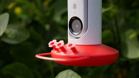Bird Buddy introduces an AI-powered smart hummingbird feeder and ...