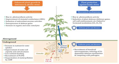 Arbuscular Mycorrhizal Fungi as Biostimulant and Biocontrol Agents: A ...