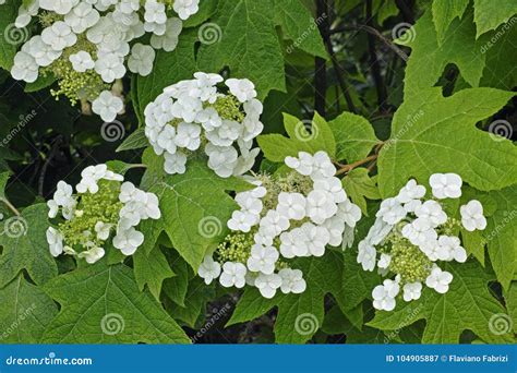 Oakleaf Hydrangea, Flowers and Leaves Stock Image - Image of oakleaved ...