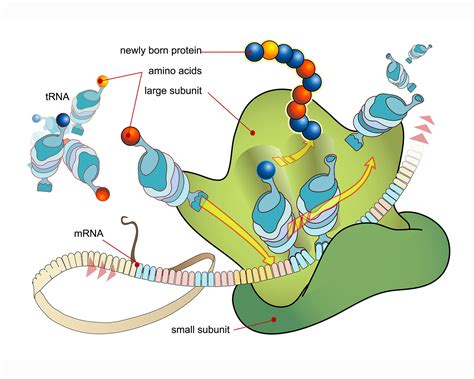 Transcription and Translation | Ask A Biologist