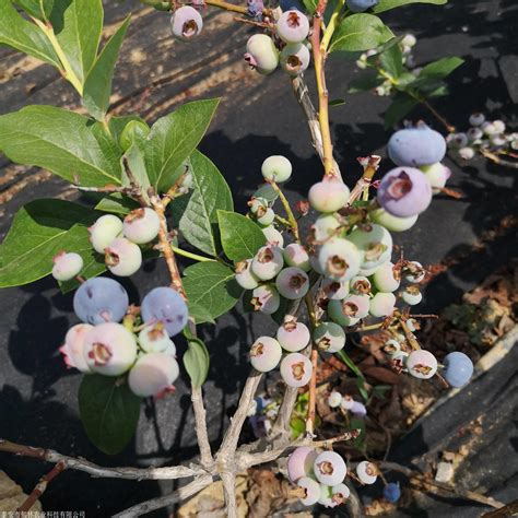 蓝莓盆栽的鉴赏以及栽培养护 - 知乎