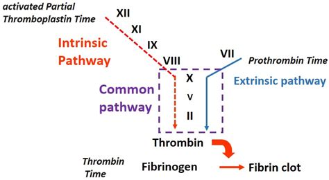Isolated Prolongation of Activated Partial Thromboplastin Time: Not ...
