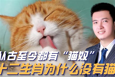 猫巫塔罗：双子座2020年6月感情运势占卜，渴望自由，寻求刺激 - 哔哩哔哩