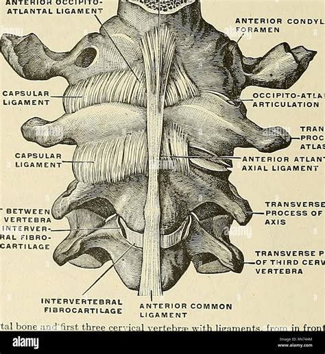 Atlanto Occipital Joint