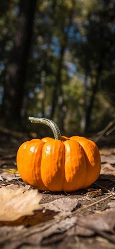 Orange Wallpaper Pumpkin by Pumpkin Wallpapers For Iphone Them Now Orange Wallpaper Pumpkin