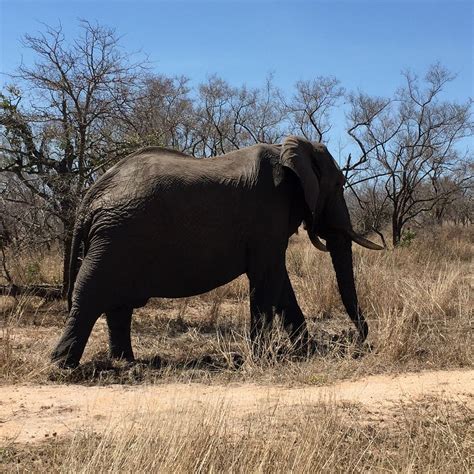 THE BELGIUM INN (Hoedspruit) - Guesthouse Reviews, Photos, Rate ...