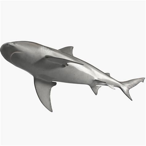 3D Realistic Bull Shark Rigged for Cinema 4D | 3D Molier International