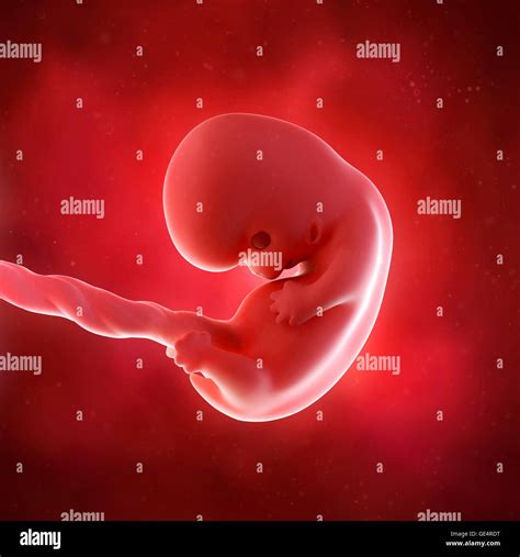 Fetus 8 weeks hi-res stock photography and images - Alamy