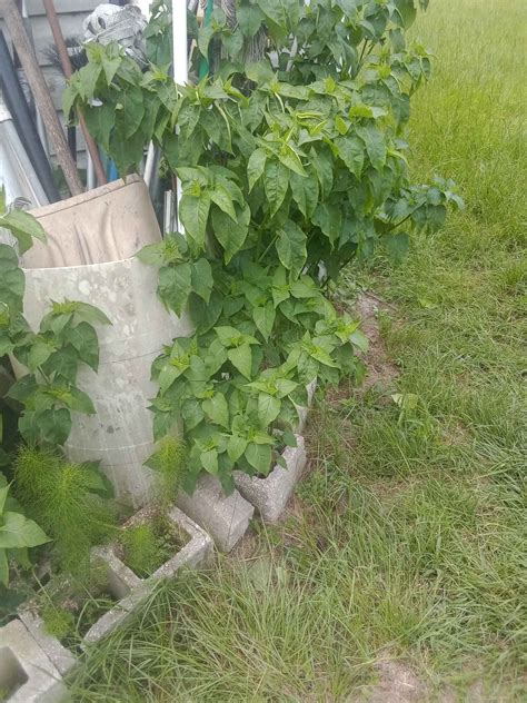 Jasmine plants..white and fushia - Plants & Seedlings - Valdosta ...