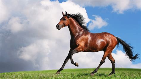 10 Most Interesting Horse Facts - EnkiVillage