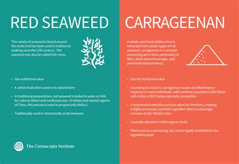 What's the Controversy Over Carrageenan? - Cornucopia Institute