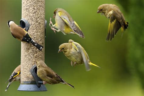 Different Types of Bird Feeders and Bird Waterers | Paris Farmers Union