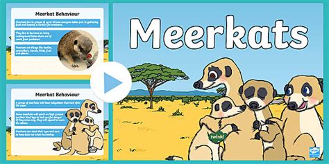 What is a Meerkat? | Facts for Kids - Twinkl