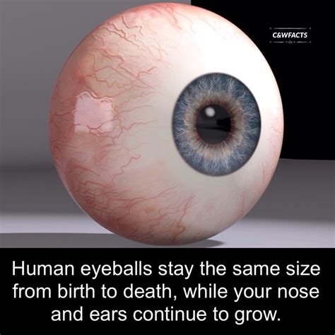 do eyeballs grow - Happyness Success
