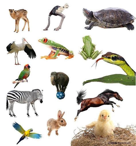 2023最新动物100种图片-动物100种图片大全-配图网