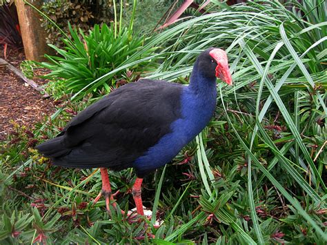 New Zealand Native Wildlife