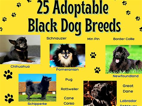 Dog Breeds Puppy Photos With Names - Infoupdate.org