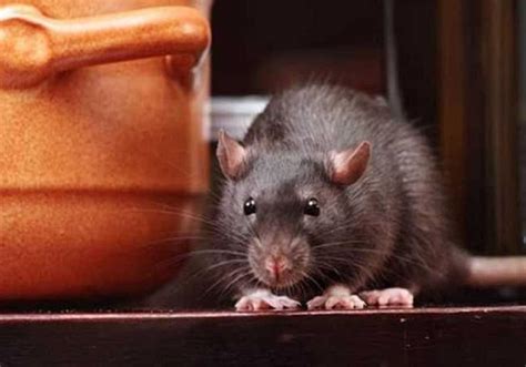 Rat Problems: इन Tips को करें फॉलो, घर में नहीं टिक पाएगा एक भी चूहा ...