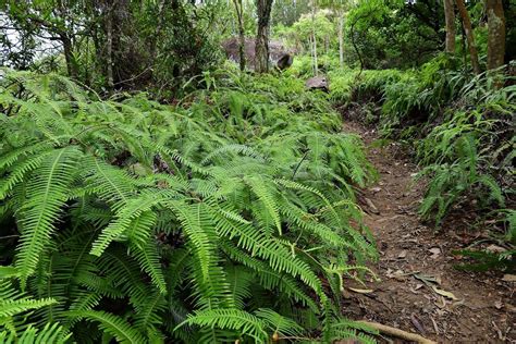 Discovering Wild Ferns: Their Habitats and Care Tips – TN Nursery