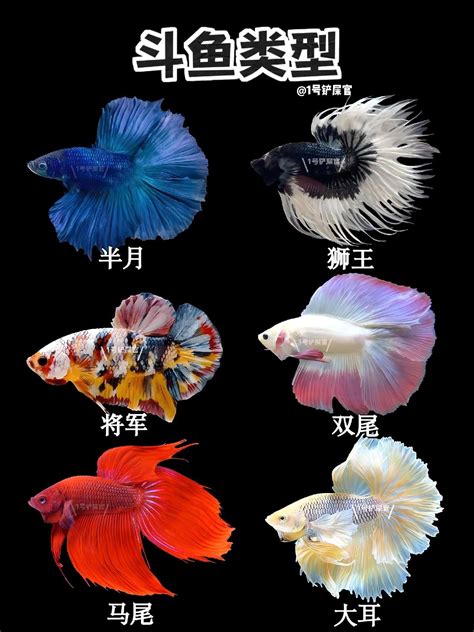 斗鱼什么礼物最多最新素材