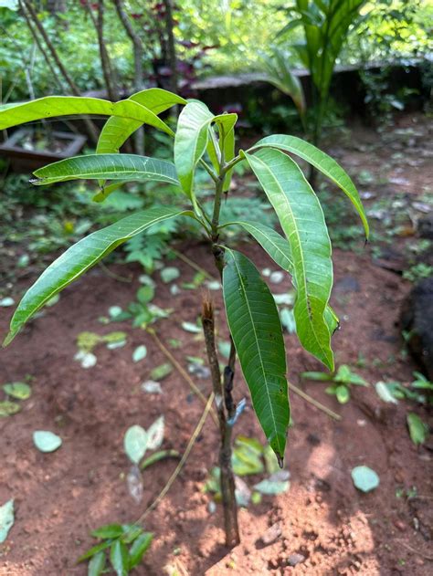Miyazaki Mango (Grafted)– Exotic Flora