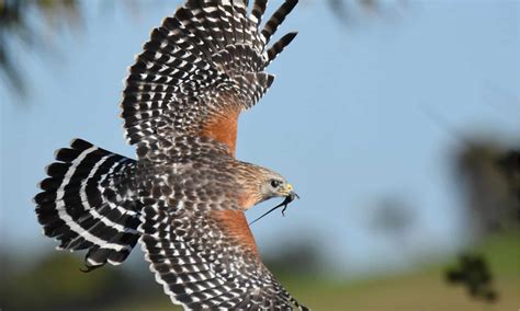 Hawk Predators: What Eats Hawks? - A-Z Animals