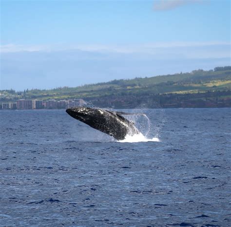 Joey Sacco | last day in hawaii was spent with the whales 🥰 | Instagram