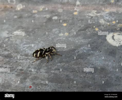 Zebra Jumping Spider (Salticus scenicus Stock Photo - Alamy