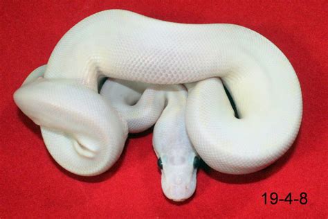 Brown Ball Python 的图像结果