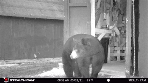 Trail Cam Pics - Rainy Pass Lodge