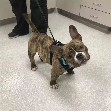 Our Photo Gallery | Companion Animal Hospital Kenosha