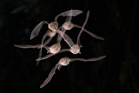 45 Facts About Bats - OhMyFacts