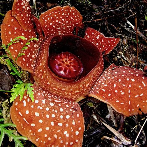 Top 999+ rare flowers images – Amazing Collection rare flowers images Full 4K