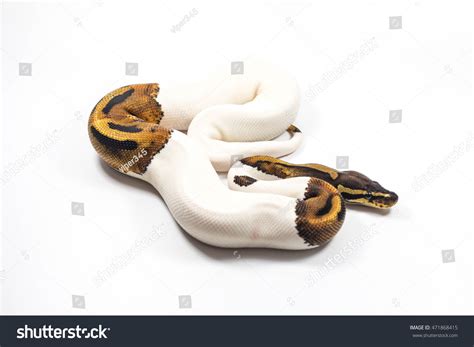 Image result for Pied Python
