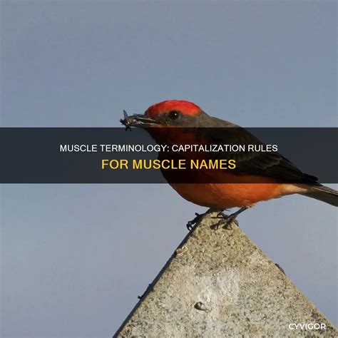 Muscle Terminology: Capitalization Rules For Muscle Names | CyVigor