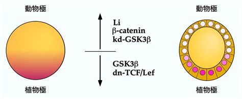 Image result for Java Compiler Software