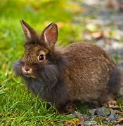 Image result for A Pic of a Bunny