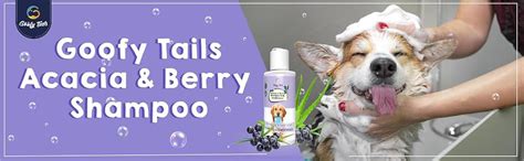 Buy Goofy Tails Acacia and Berry 2 in 1 Dog Shampoo and Conditioner ...