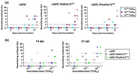 Generation and Efficacy of Two Chimeric Viruses Derived from GPE− ...