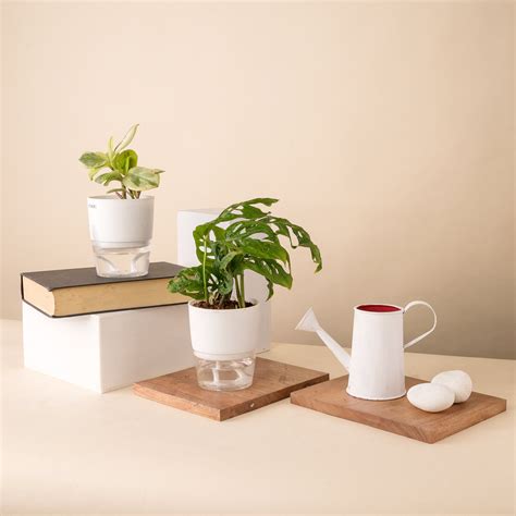 Buy Set of 2 - Peperomia Variegated & Philodendron Broken Heart Plant ...