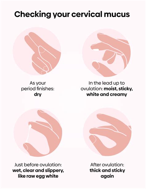 Ovulation Cervical Mucus Changes