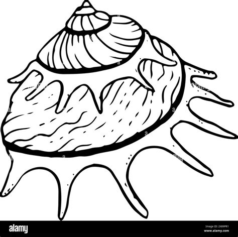 Spiral sea shell monochrome Sun carrier mollusk Stock Vector Image ...