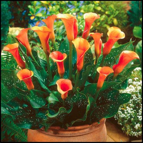 Calla bulbs, hardy perennial, calla lily, calla bulbs hardy, calla ...